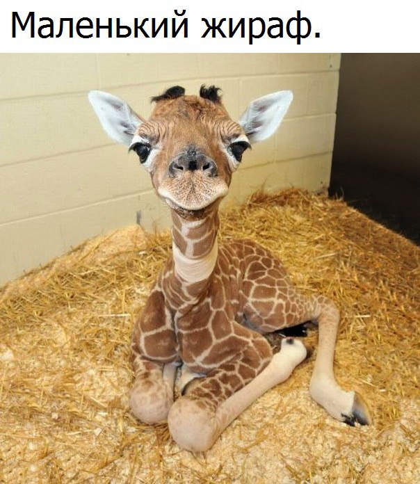 Подборка смешных и позитивных картинок для хорошего настроения Подборка смешных и позитивных картинок для хорошего настроения