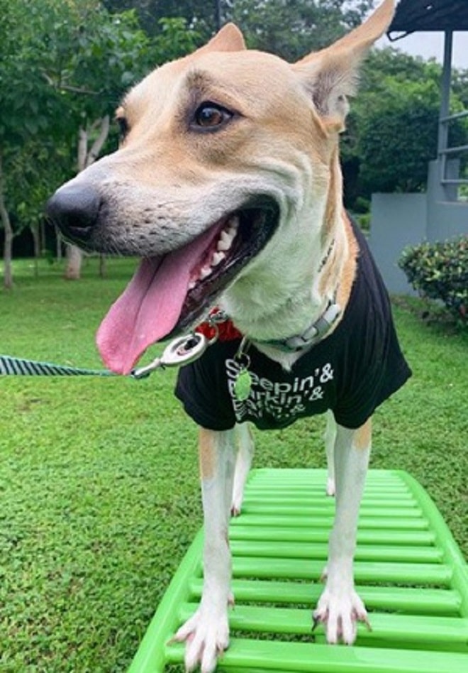 Собака на турнике