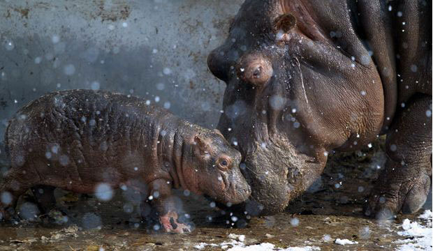 Лучшие фотографии животных за этот год Лучшие фотографии животных за этот год