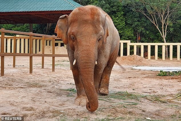 "Самый одинокий слон в мире" впервые за много лет влюбился