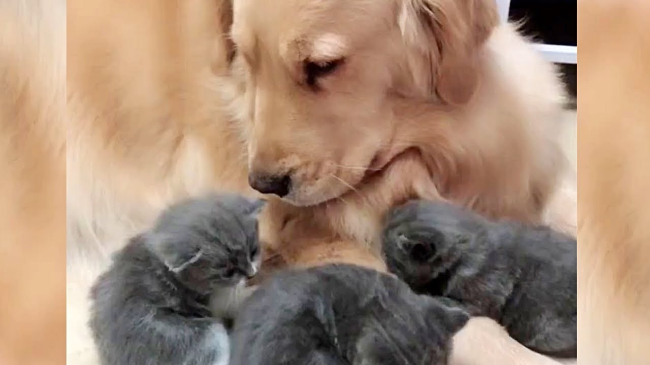 3. Наблюдайте за реакцией ретривера