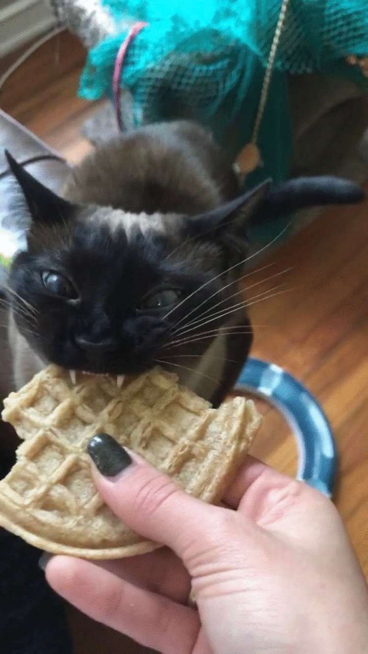 Подборка забавных фото котиков, которые ведут себя странно Подборка забавных фото котиков, которые ведут себя странно