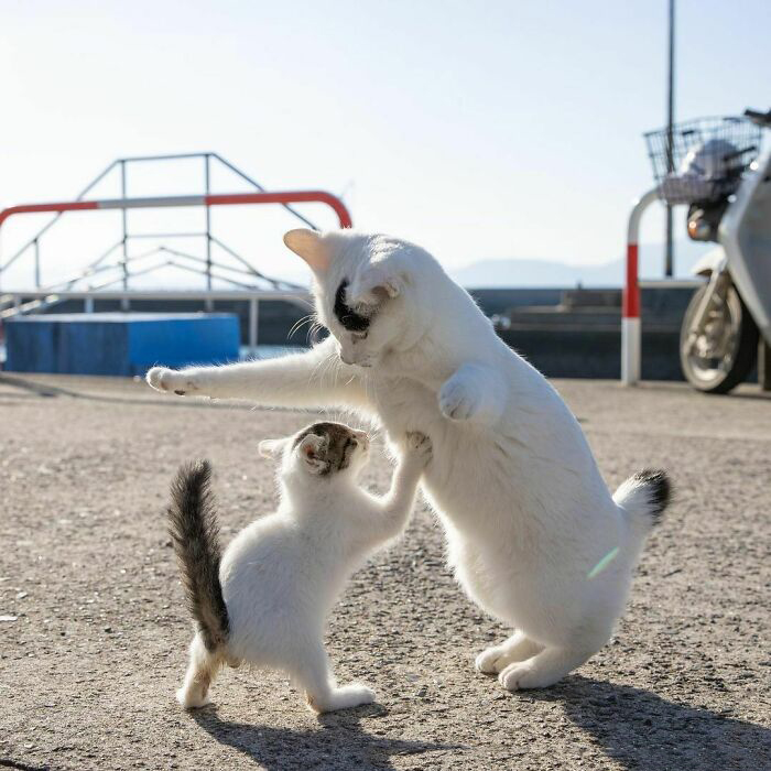 Бездомные коты со всего мира на уличных фотографиях японского фотографа коты,кошки,общество,питомцы,позитив,Токио,фотография,Япония