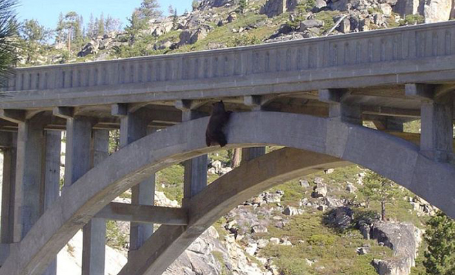 Медведь забрался на мост, но не рассчитал сил и повис на 24 часа в воздухе, пока не помогли люди Культура