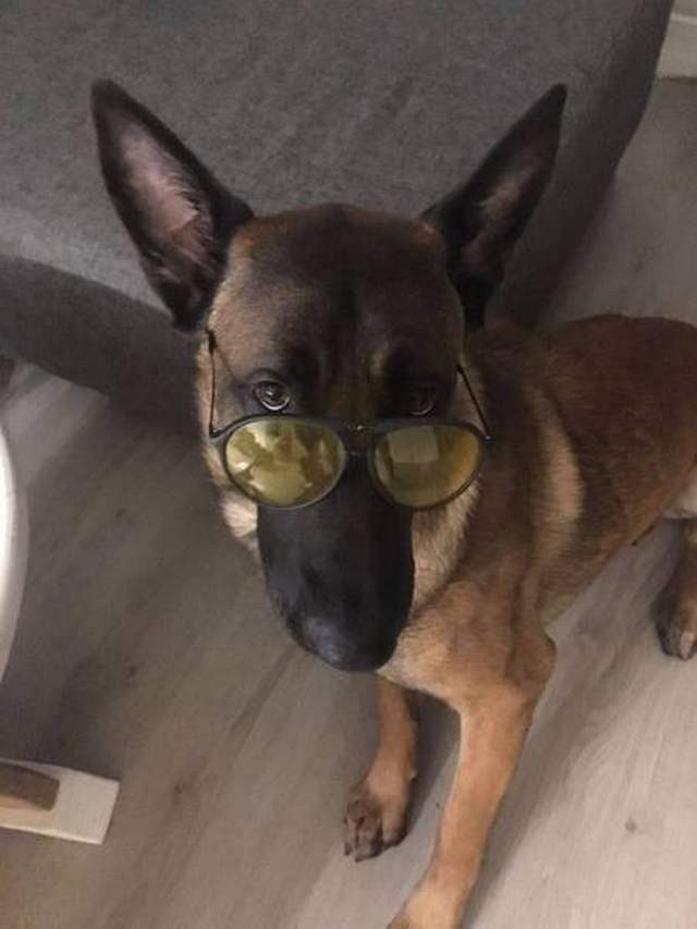 Забавные пёсики