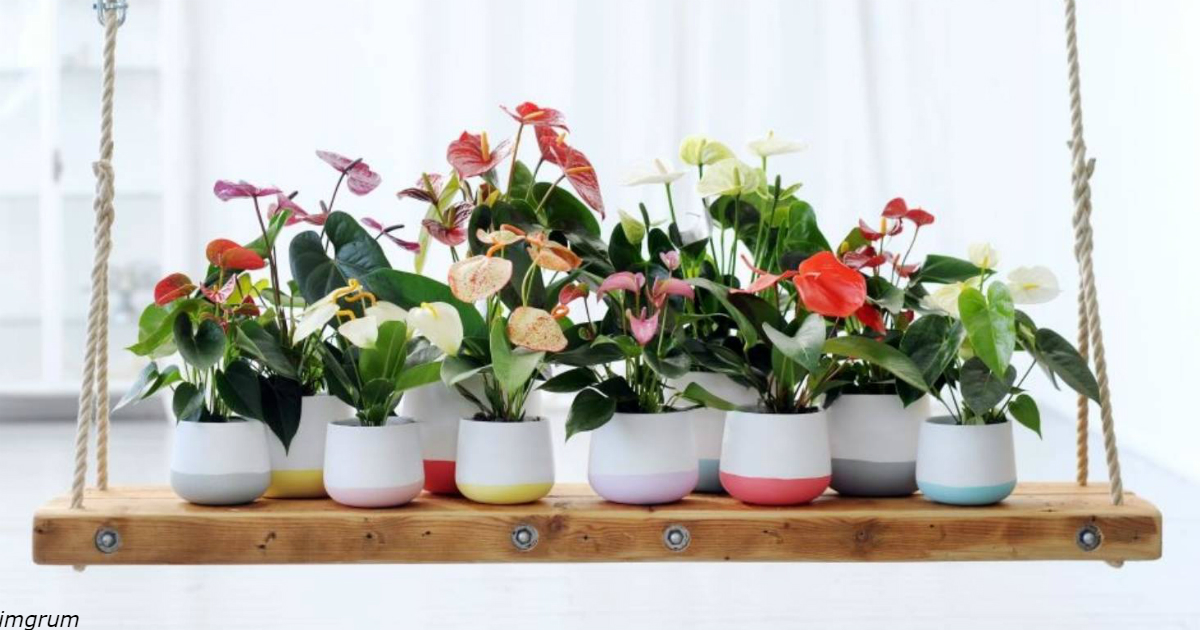 9 комнатных растений для тех, кто уничтожает все, к чему прикасается