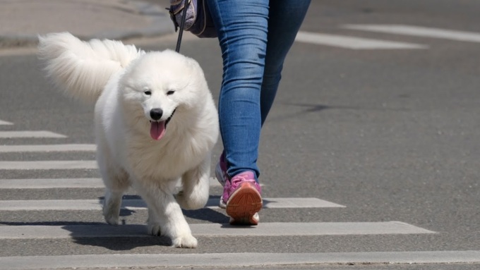 Собака на прогулке / фото: amic.ru