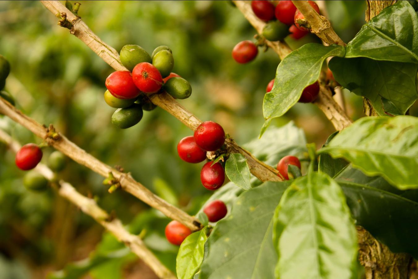 Насчитывается более 90 видов кофейного дерева
