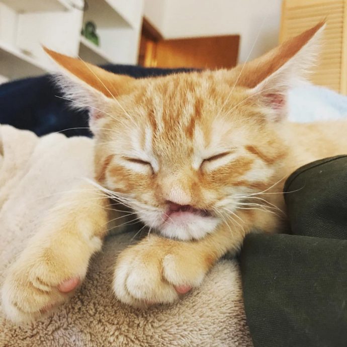 No Nose Nigel/Instagramhttps://www.instagram.com/nonosenigel/