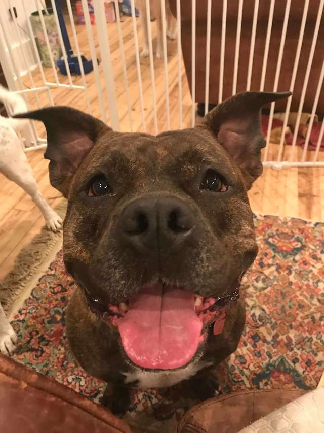 собака в доме