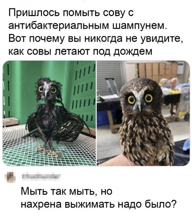 Смешные комментарии к постам в социальных сетях Смешные комментарии к постам в социальных сетях позитив,смешные картинки,юмор