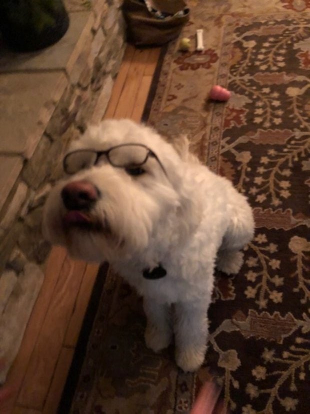 MERCURY PRESS. 05/03/18. Pictured: A screengrab from a video showing Oakley the dog obeying written commands. This dog has proved hes one clever canine after being videoed obeying commands he READ on a card. Goldendoodle Oakley stunned his owners when he appeared to read the instructions from left to right before performing commands like sit, wave and down. The bright pooch was showing off what hed learned after a session with a trainer who thinks with practise and determination any dog can become a reader. David Greenbaum, 51, and wife Joanne Greenbaum, 51, got one-year-old Oakley - who is a cross between a poodle and golden retriever - when he was eight weeks old and found he was a fast learner. David, from Colorado, US, said: "We had been working with trainer Ciera Wilson since he was a puppy. SEE MERCURY COPY