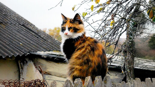 Фрося - сибирячка