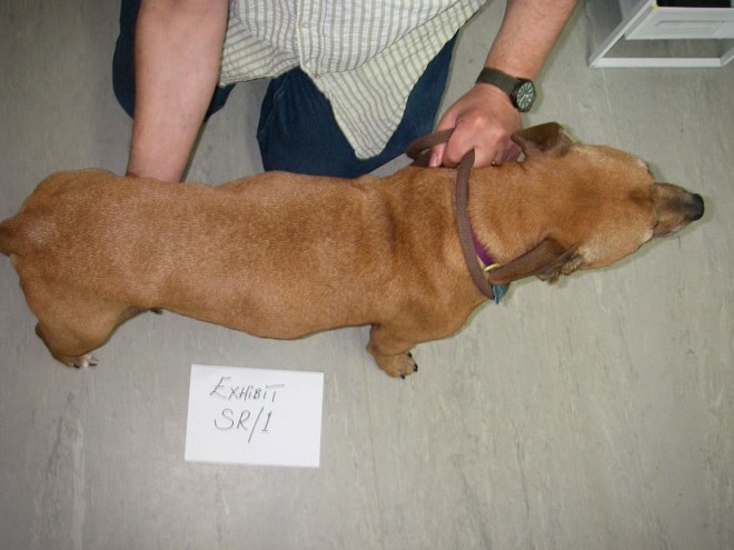 Собака сверху