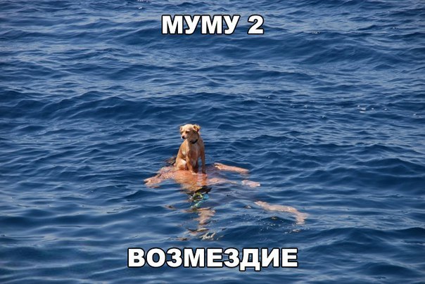 Подборка милых фотографий и забавных картинок с надписями из нашей жизни 