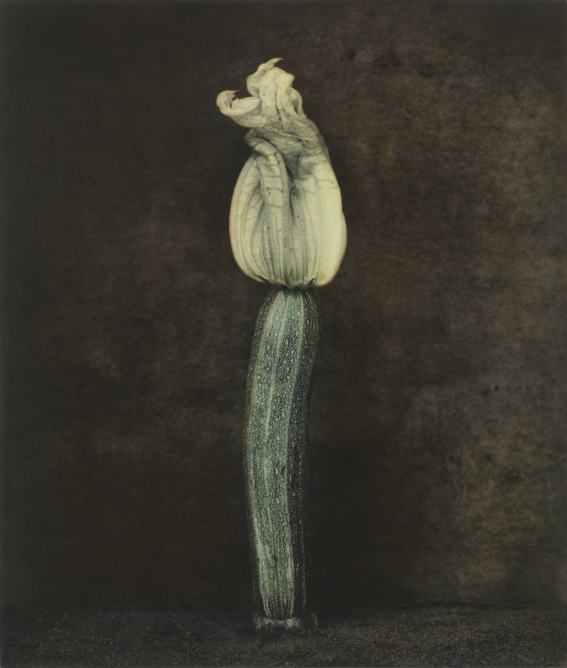 Как изящен кабачок! Удивительные натюрморты Ингара Краусса Как изящен кабачок! Удивительные натюрморты Ингара Краусса