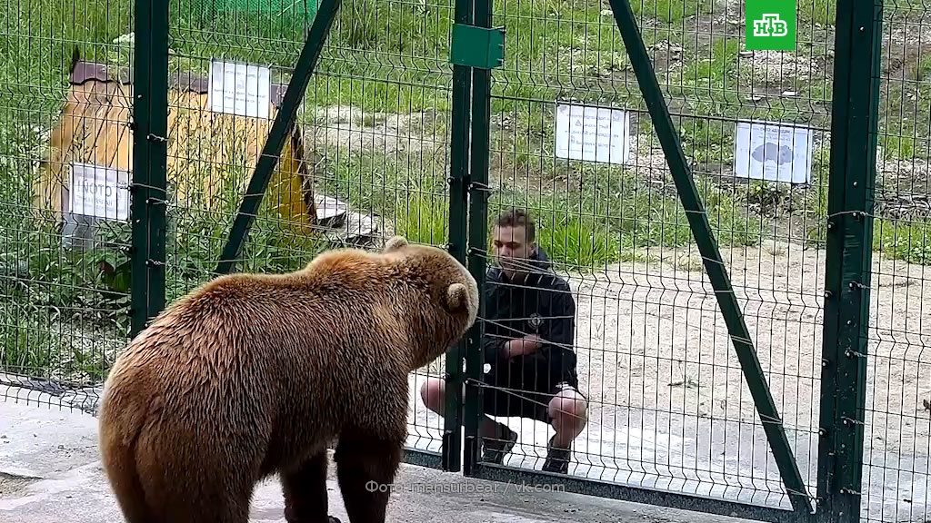 Подросток через вольер плюнул в морду доброму медведю Мансуру: видео