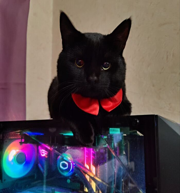 20+ добрых историй о том, как кот и человек однажды нашли друг друга 20+ добрых историй о том, как кот и человек однажды нашли друг друга