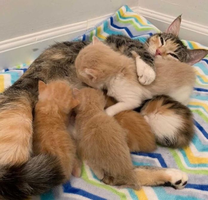 Без кота и жизнь не та