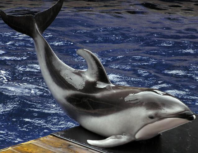 Беломордый дельфин: описание. Образ жизни в естественной среде