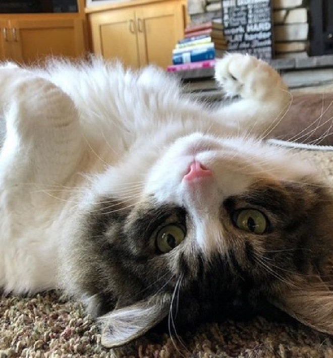 Котик поднял лапки