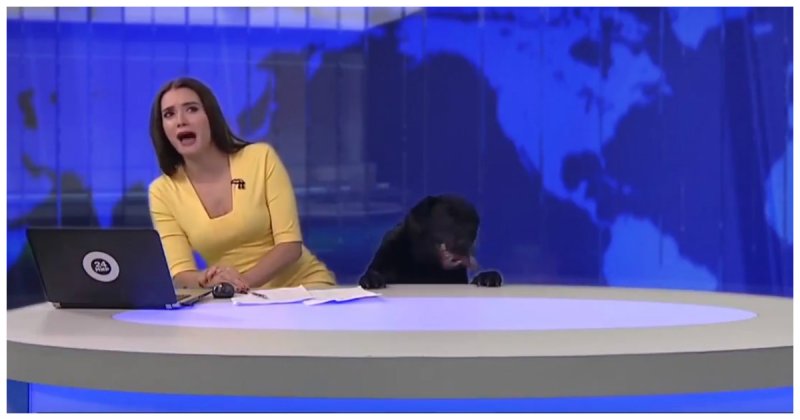 Собака в студии! В прямом эфире телеканала МИР 24 ведущую напугала большая любопытная собака видео, животные, новости, прикол, прямой эфир, собака