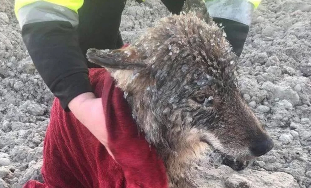 Люди бросились спасать пса из ледяной воды, но на берегу поняли, что перед ними не собака, а настоящий лесной волк Культура
