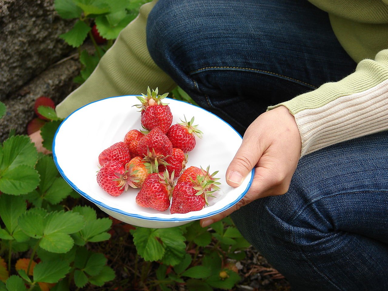 Земляника ананасная (Fragaria × ananassa)
