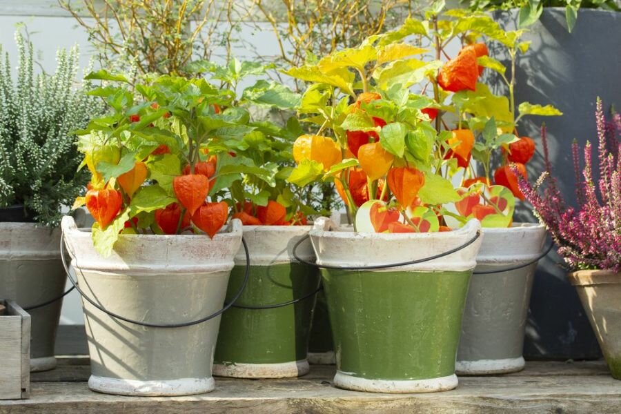 6 видов полезных ягод, которые можно вырастить на подоконнике в своей квартире подоконнике, можно, выращивать, ягода, которую, много, поливе, нуждается, содержащая, умеренном, чтобы, почва, требует, хорошем, освещении, витаминов, периодически, использовать, лучше, избежать