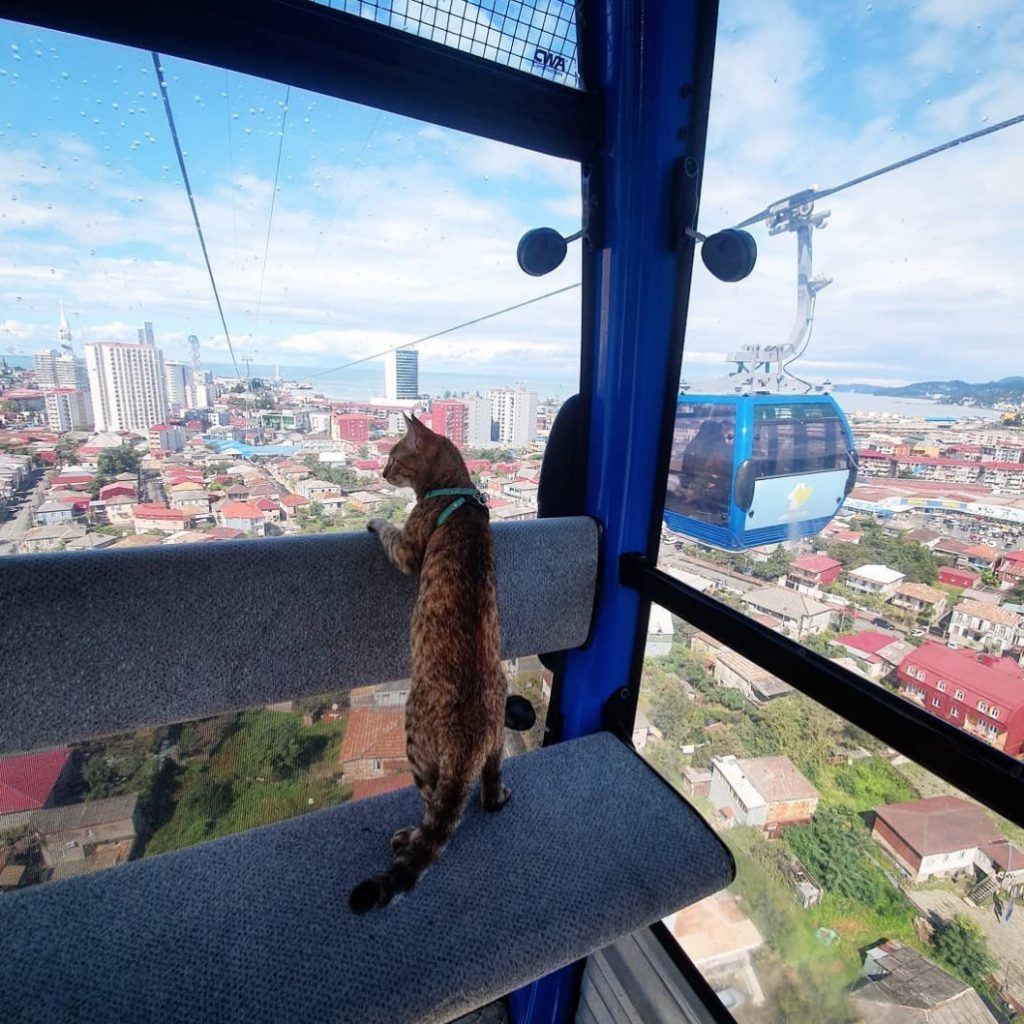 Шотландец уже год путешествует вокруг света с кошкой, которую нашел по дороге животные,кошки,отдых и туризм