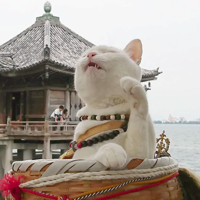 Храм Мяу-Мяу: в Японии есть уникальное святилище, в котором живут кошки