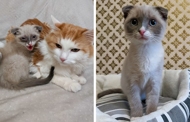 20+ добрых историй о том, как кот и человек однажды нашли друг друга 20+ добрых историй о том, как кот и человек однажды нашли друг друга