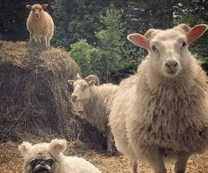 Подборка прикольных картинок  приколы,смешные картинки,юмор