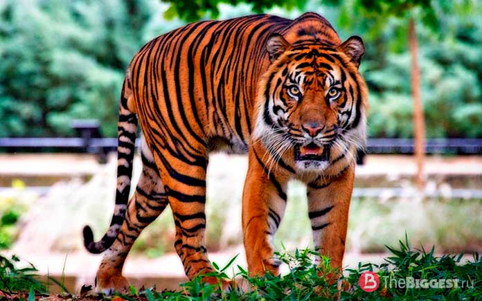 Как животные смогли отомстить браконьерам: Тигр охотился на человека. СС0