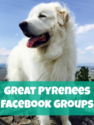 Have you been looking for a place to chat with your fellow Great Pyrenees lovers online? We've rounded up some of the most popular Great Pyrenees Facebook groups for you to enjoy!