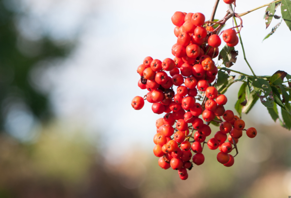 Дары леса набрать бесплатно не получится: теперь нужно встать на учет в налоговую Дары леса набрать бесплатно не получится: теперь нужно встать на учет в налоговую общество,россияне