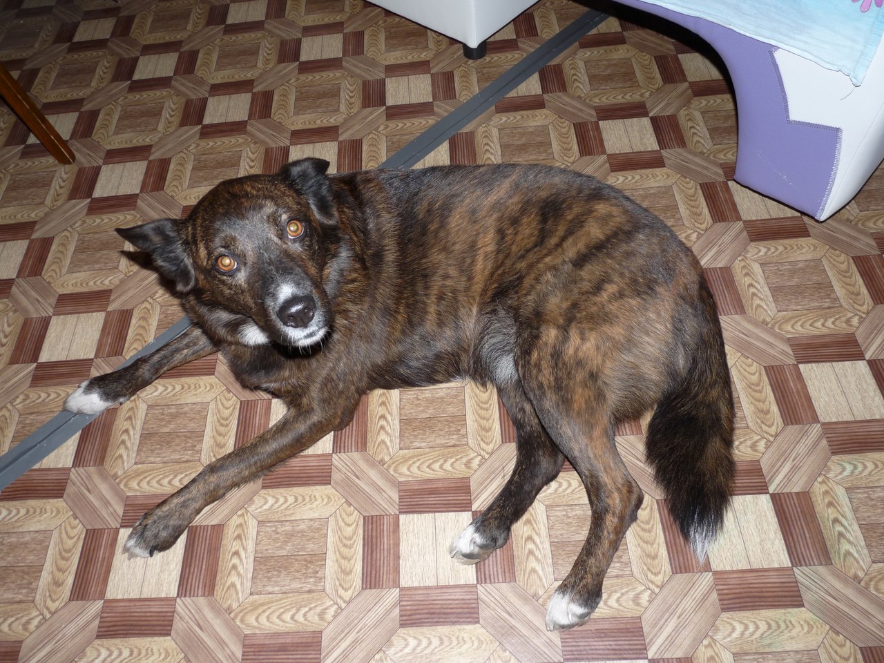 собака в квартире