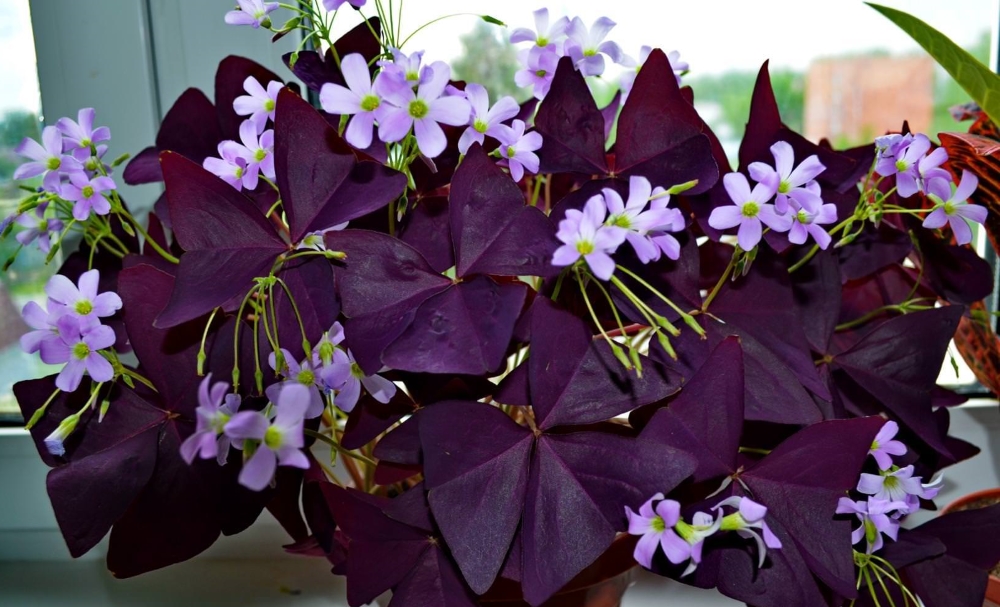 Какие цветы можно и нужно держать у себя дома: фото и названия растений Какие цветы можно и нужно держать у себя дома: фото и названия растений полезные советы,разное