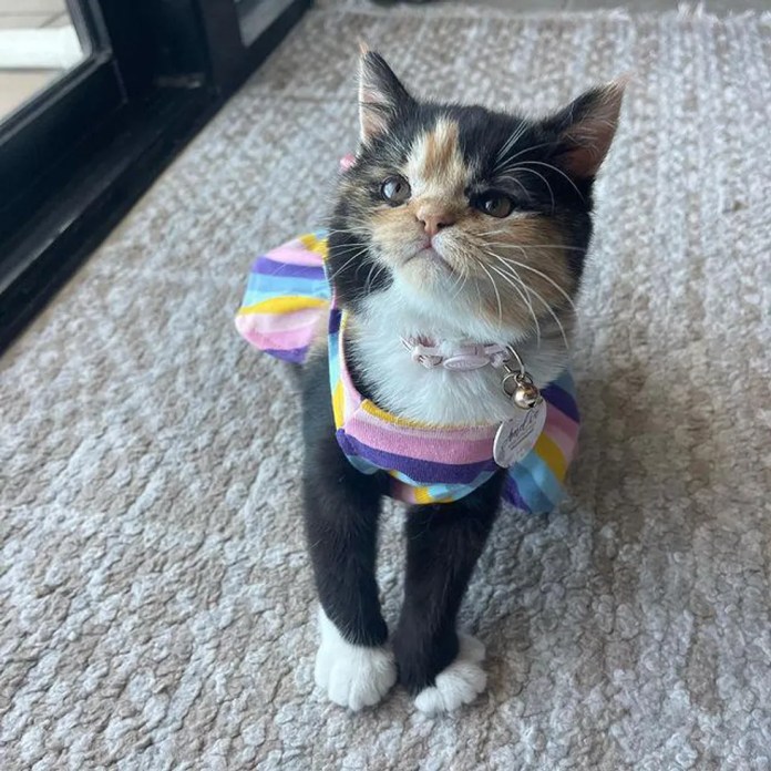 Без кота и жизнь не та