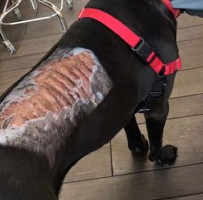 Пытаясь стереть «краску» с шерсти собаки, хозяйка заметила, что вместе с ней сдирается… и кожа питомца истории из жизни