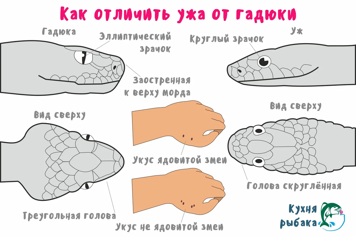 Чтобы определить, какая змея вас укусила, посмотрите на отпечаток. Если дырки две — принимайтесь за всё, что мы перечислили выше. Если четыре — можете расслабить булки, вас укусил уж.  