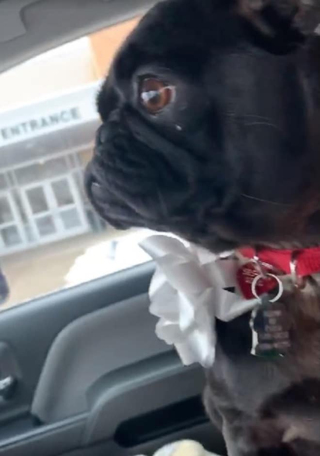 Собака с бантом