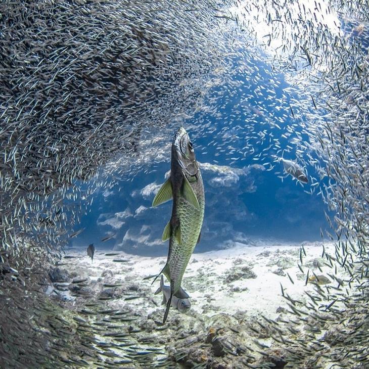 Захватывающие подводные фотографии Джейсона Вашингтона жизнь,прекрасное,удивительное