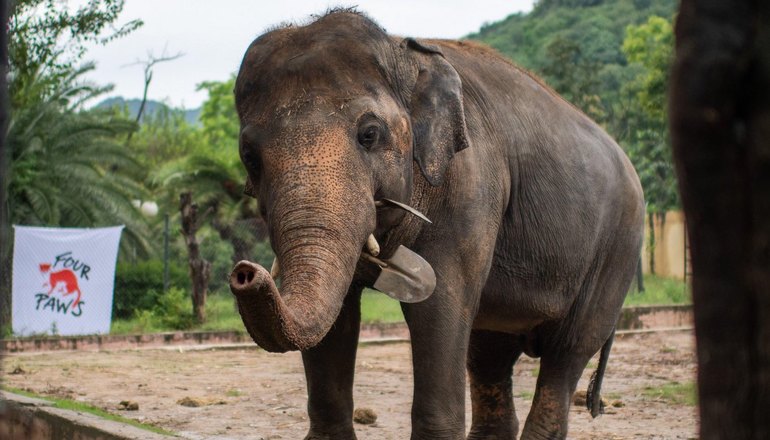 Шер помогла перевезти одинокого слоненка в заповедник в Камбодже