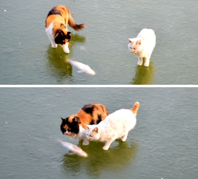 30+ фото, после просмотра которых так и хочется воскликнуть: «Да что вы знаете о безысходности!» 30+ фото, после просмотра которых так и хочется воскликнуть: «Да что вы знаете о безысходности!»