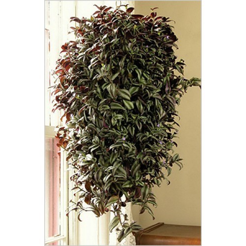 Озеленяемся: 15 самых больших комнатных растений Озеленяемся: 15 самых больших комнатных растений