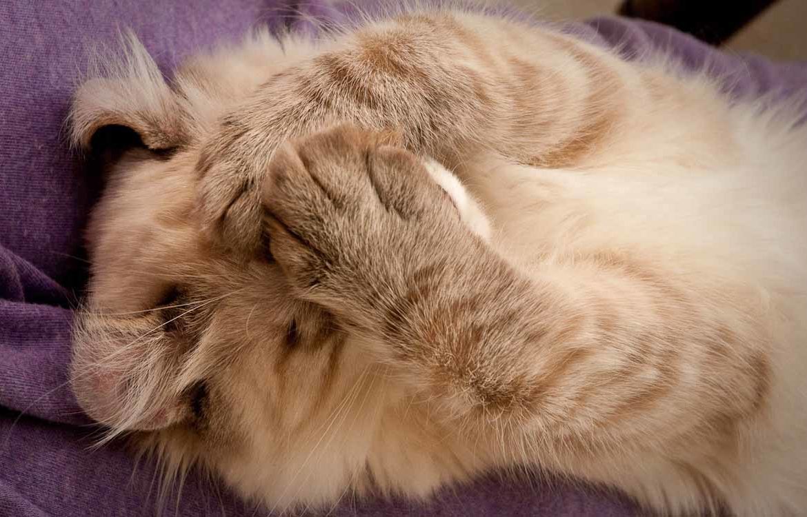 Американский кёрл: фото кошки с уникальными ушами