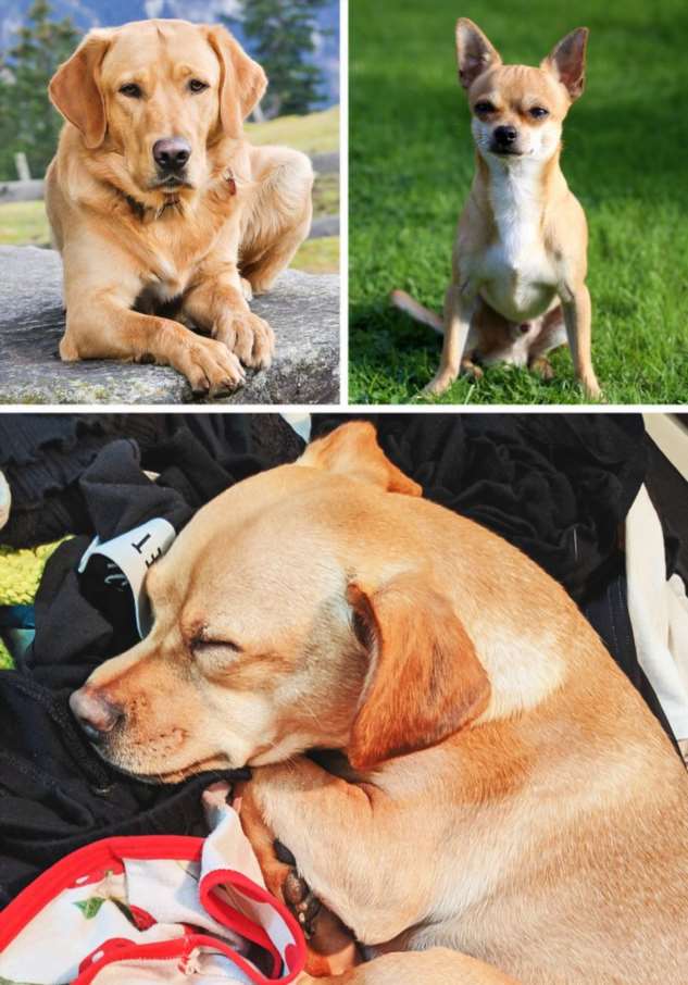 17 собак-метисов, которые своей красотой затмят чистокровных собратьев