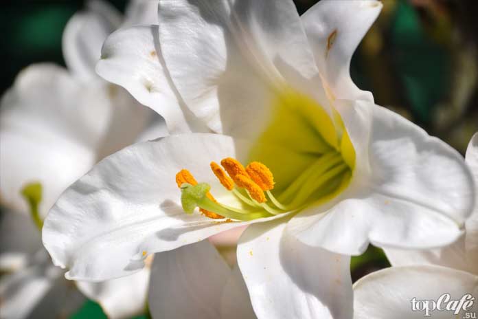 Красивые белые лилии