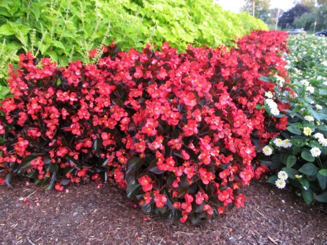 Бегония вечноцветущая (Begonia x semperflorens-cultorum)